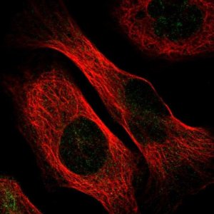 Anti-C5orf22 antibody produced in rabbit 