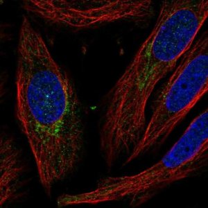 Anti-C5orf38 antibody produced in rabbit 