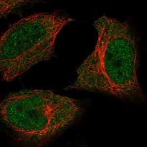 Anti-C5orf51 antibody produced in rabbit 