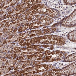 Anti-C5orf63 antibody produced in rabbit 