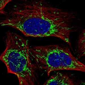 Anti-C5orf63 antibody produced in rabbit 