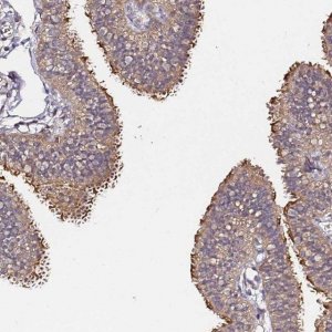 Anti-C6ORF136 antibody produced in rabbit 