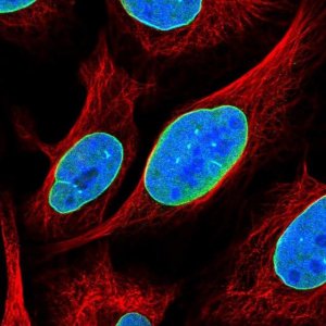 Anti-C6orf141 antibody produced in rabbit 