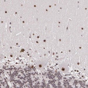 Anti-C6orf15 antibody produced in rabbit 