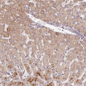 Anti-C6orf222 antibody produced in rabbit 