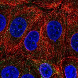 Anti-C6orf47 antibody produced in rabbit 