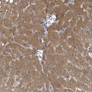 Anti-C6ORF52 antibody produced in rabbit 