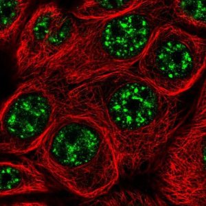 Anti-C6ORF52 antibody produced in rabbit 