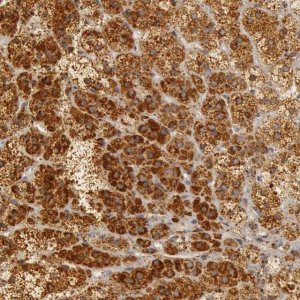 Anti-C7 antibody produced in rabbit 