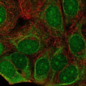 Anti-C7orf26 antibody produced in rabbit 