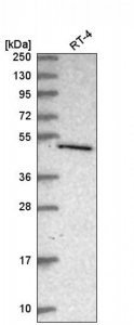 Anti-C7orf26 antibody produced in rabbit 