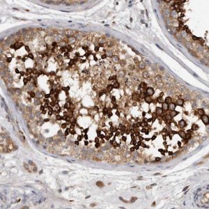 Anti-C7orf43 antibody produced in rabbit 