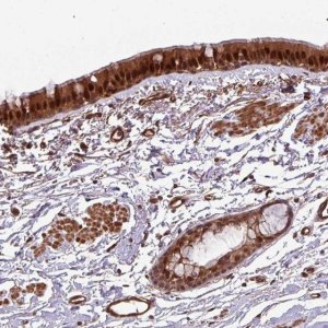 Anti-C7orf50 antibody produced in rabbit 