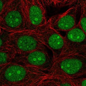 Anti-C7orf50 antibody produced in rabbit 