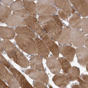 Anti-C7orf72 antibody produced in rabbit 