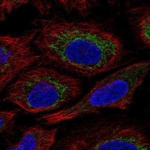Anti-C7orf73 antibody produced in rabbit 