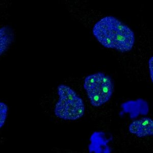 Anti-C8orf34 antibody produced in rabbit 