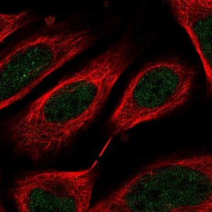 Anti-C8orf44 antibody produced in rabbit 