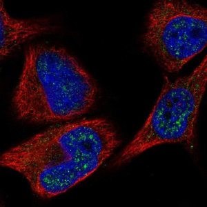 Anti-C8orf46 antibody produced in rabbit 