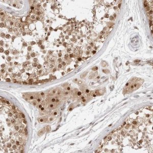 Anti-C8orf48 antibody produced in rabbit 