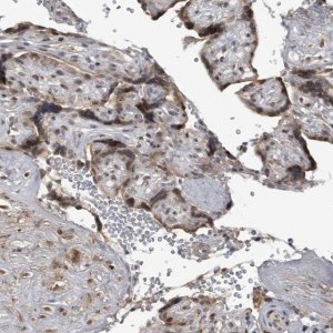 Anti-C8orf58 antibody produced in rabbit 