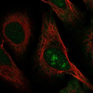 Anti-C8orf59 antibody produced in rabbit 