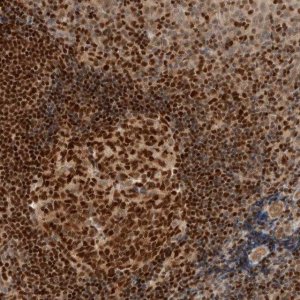 Anti-C8orf76 antibody produced in rabbit 