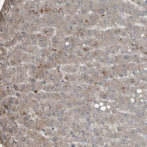 Anti-C9 antibody produced in rabbit 