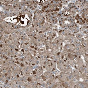 Anti-C9 antibody produced in rabbit 