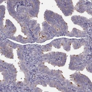 Anti-C9orf116 antibody produced in rabbit 