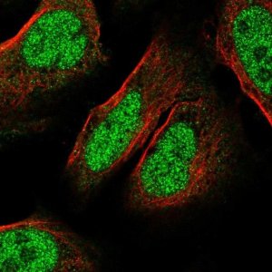 Anti-C9ORF152 antibody produced in rabbit 