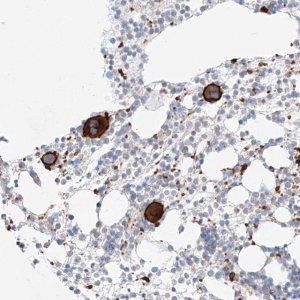 Anti-C9orf172 antibody produced in rabbit 
