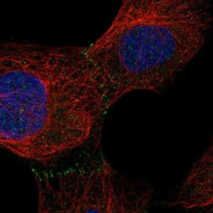 Anti-C9orf3 antibody produced in rabbit 