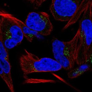 Anti-C9orf64 antibody produced in rabbit HPA066190-100UL