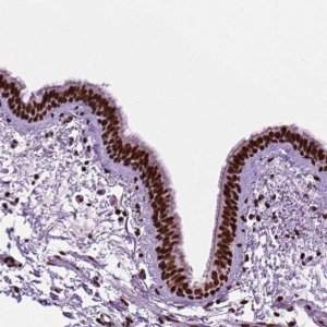 Anti-C9orf69 antibody produced in rabbit 