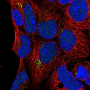 Anti-C9orf85 antibody produced in rabbit 
