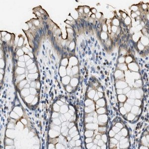 Anti-CA4 antibody produced in rabbit 