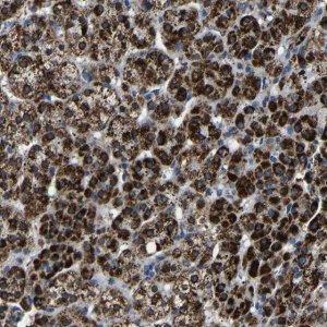 Anti-CA5B antibody produced in rabbit 