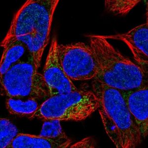 Anti-CA5B antibody produced in rabbit 