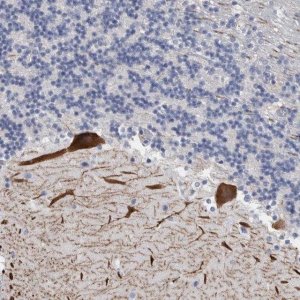 Anti-CA8 antibody produced in rabbit 