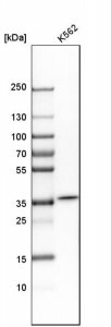 Anti-CA8 antibody produced in rabbit 
