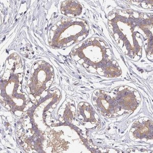 Anti-CAB39L antibody produced in rabbit 