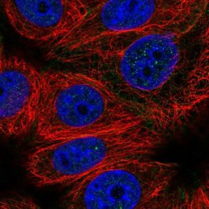 Anti-CABLES2 antibody produced in rabbit 