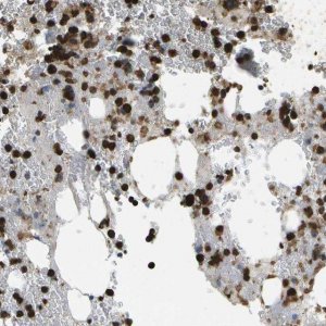 Anti-CACHD1 antibody produced in rabbit 