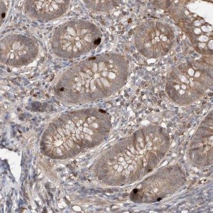 Anti-CACNA2D4 antibody produced in rabbit 