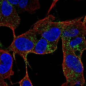 Anti-CACNG4 antibody produced in rabbit 