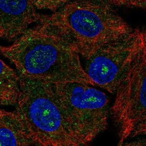Anti-CACNG6 antibody produced in rabbit 