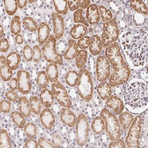 Anti-CASC10 antibody produced in rabbit 