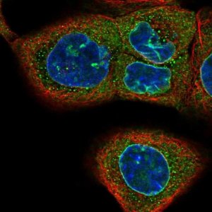 Anti-CASC3 antibody produced in rabbit 