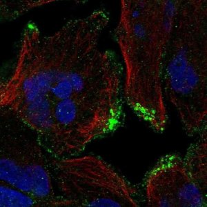 Anti-CASKIN2 antibody produced in rabbit 